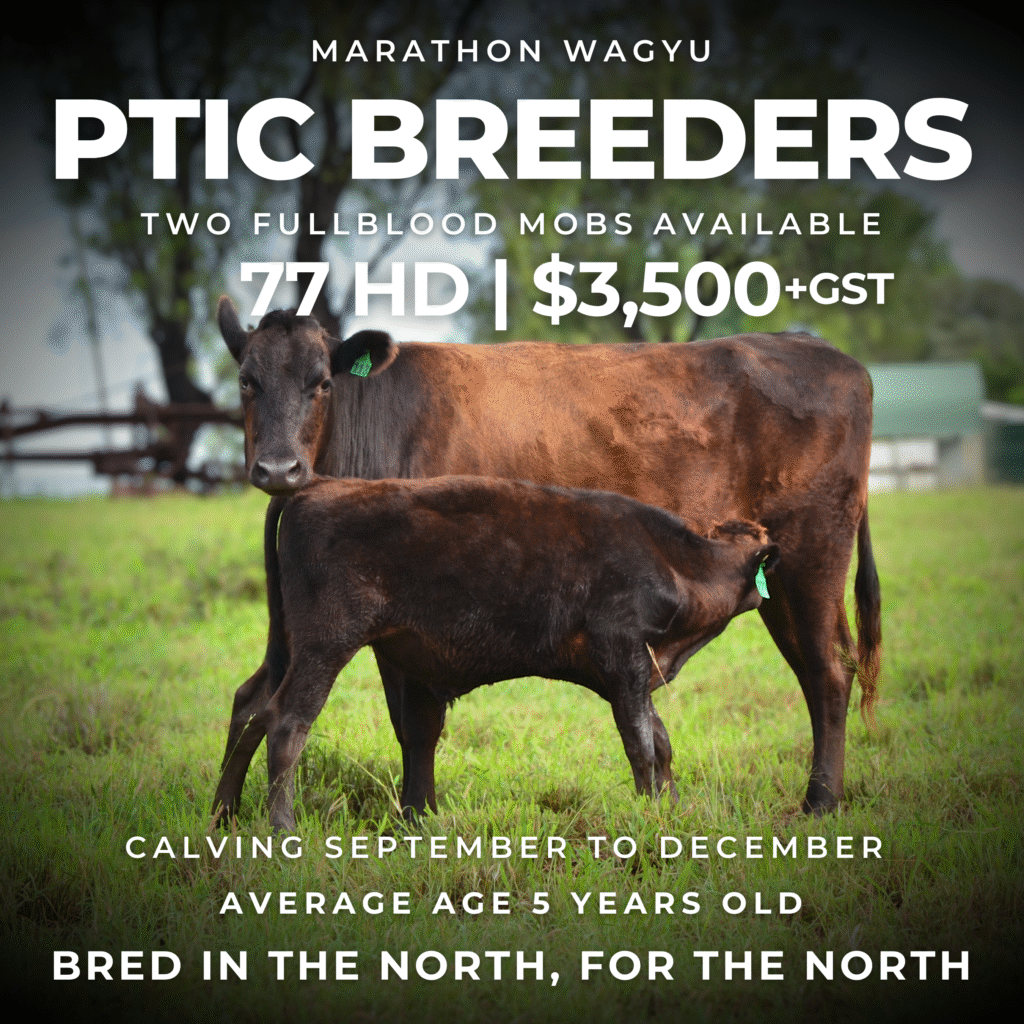 Sale Cow 2025 Marketing-4