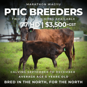 Sale Cow 2025 Marketing-4