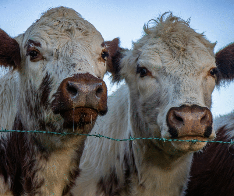 Cattle Veterinarian Assistant - featured image