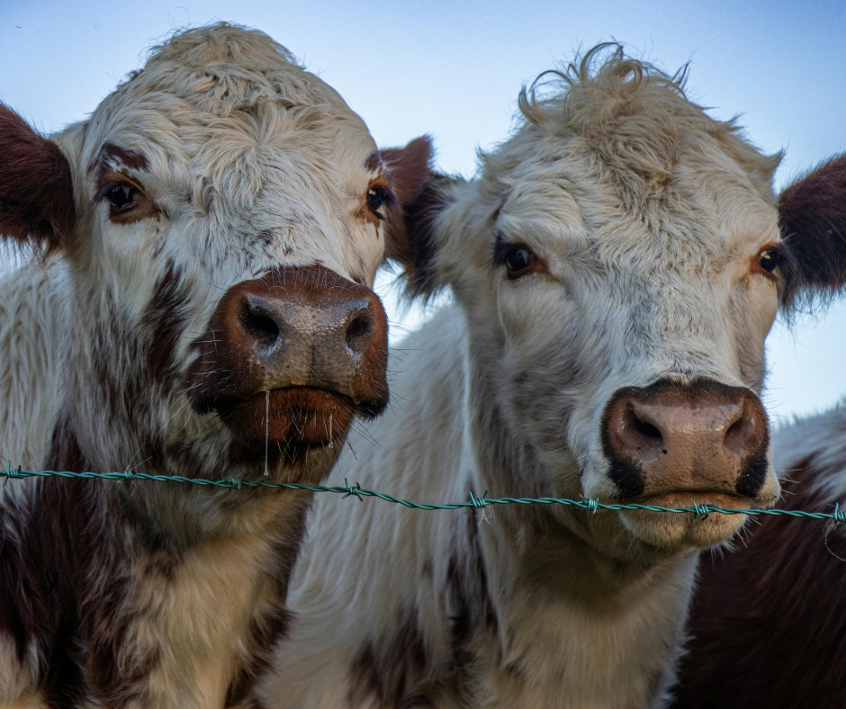 Cattle Veterinarian Assistant - featured image